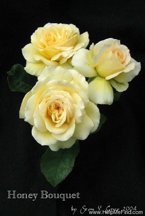 'Honey Bouquet' rose photo