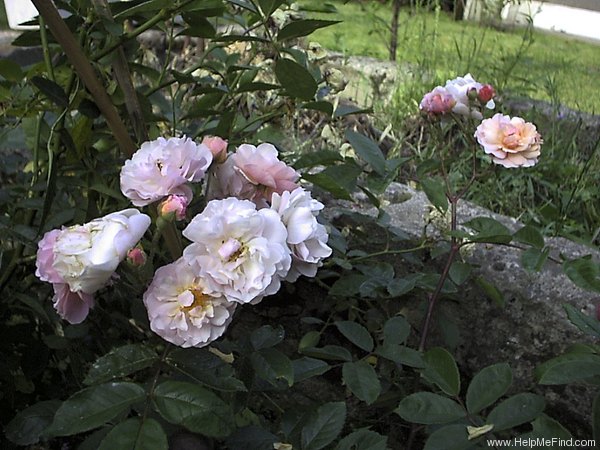 'Cornelia (Hybrid Musk, Pemberton, 1925)' rose photo