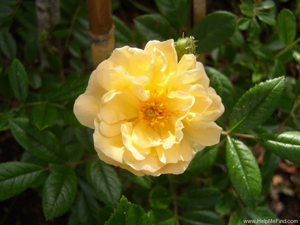 'Ghislaine de Féligonde' rose photo