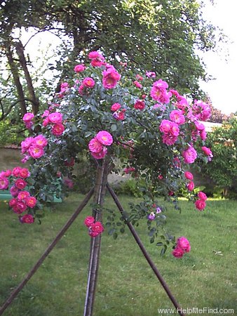 'Magic Meillandecor' rose photo