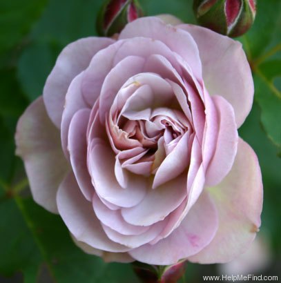 'Florence Delattre ®' rose photo