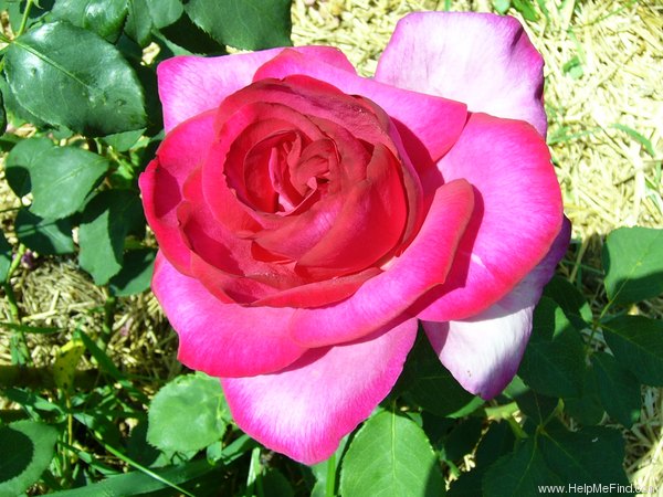 'Parole ®' rose photo