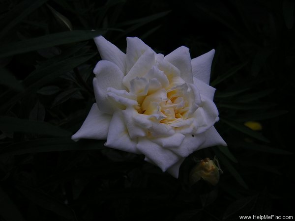 'Jackie, Cl.' rose photo