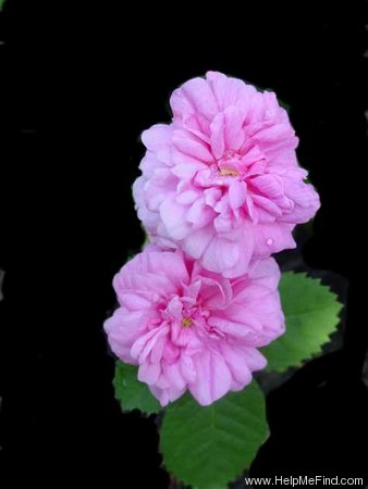 'Cabbage Rose' rose photo