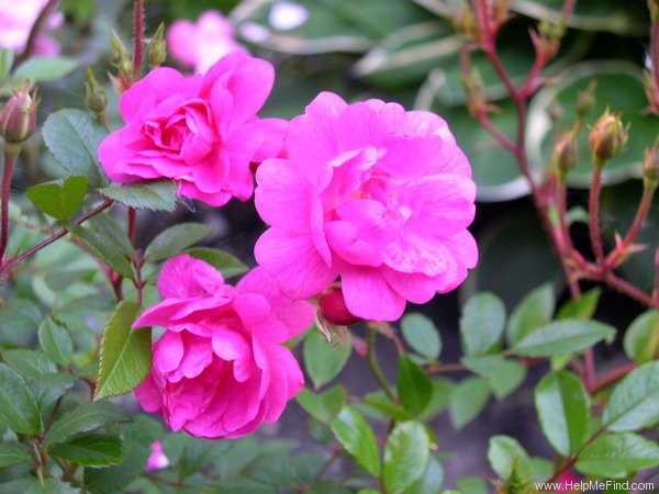'POUlrust' rose photo
