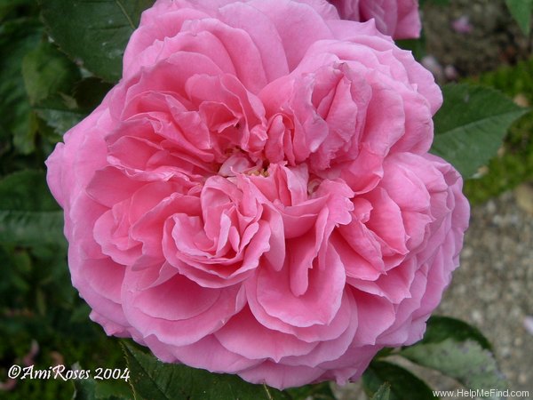 'Merrie England' rose photo