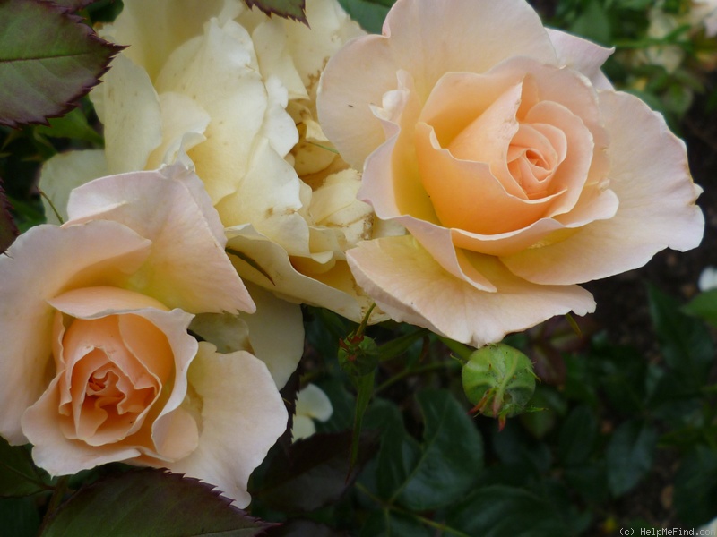 'Susan Daniel' rose photo