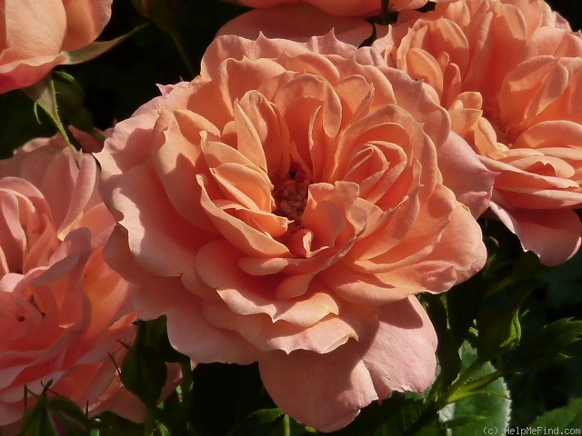 'Apricot Clementine ®' rose photo