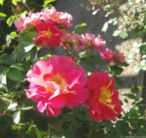 'Rosengarten Zweibrücken ®' rose photo