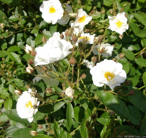 'Merle Blanc' rose photo