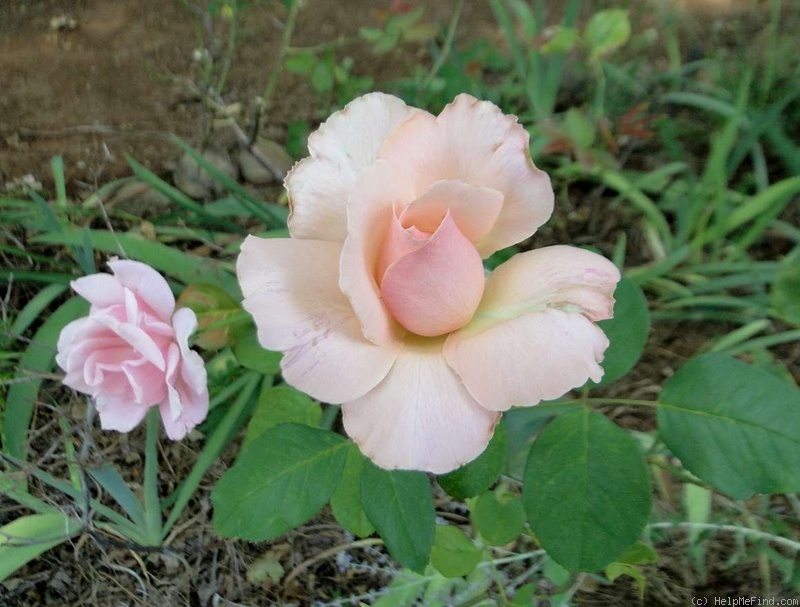 'Bowie Pink Lady' rose photo