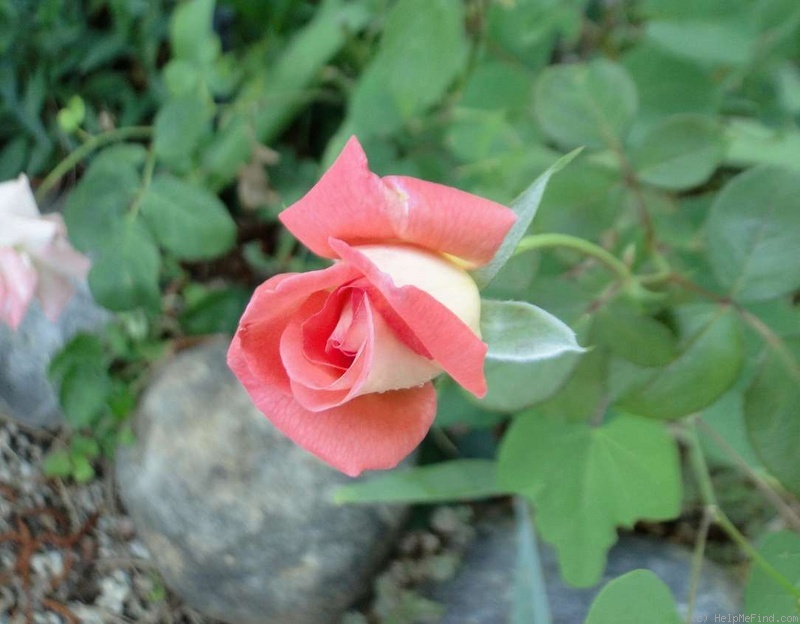 'Violet Carson' rose photo