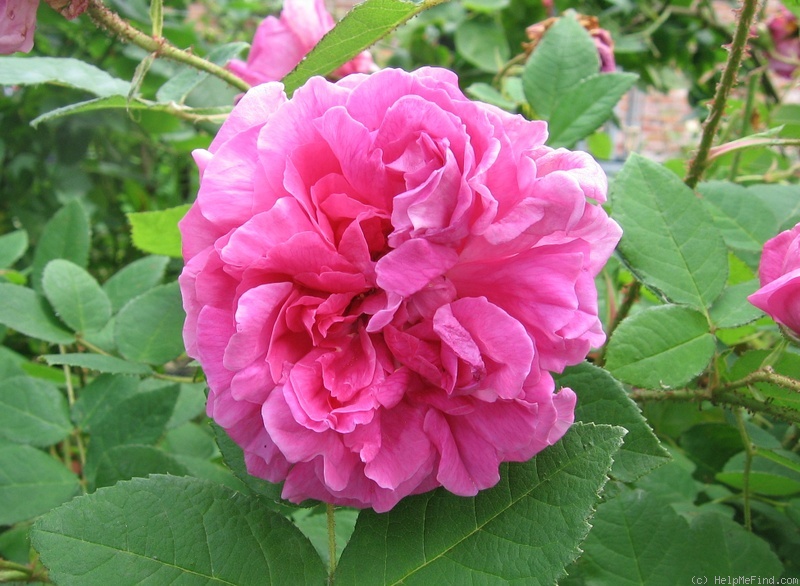 'Julie de Mersan' rose photo