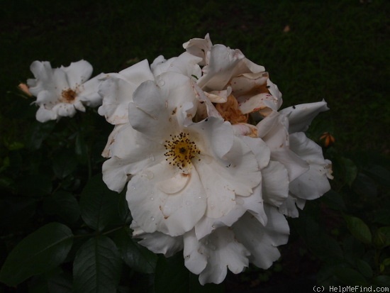 'Keros' rose photo