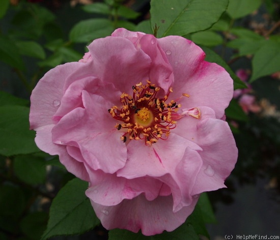 'Odyssey (floribunda, Cowlishaw, 2001)' rose photo