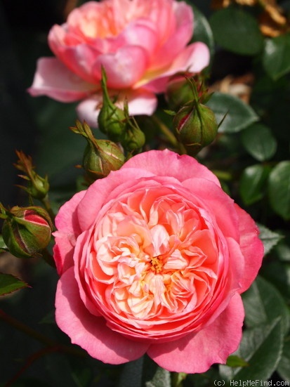 'Queen's London Child' rose photo