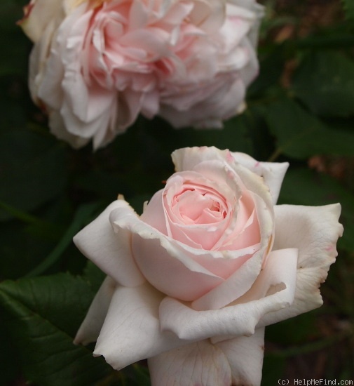 'Eliza Boelle' rose photo