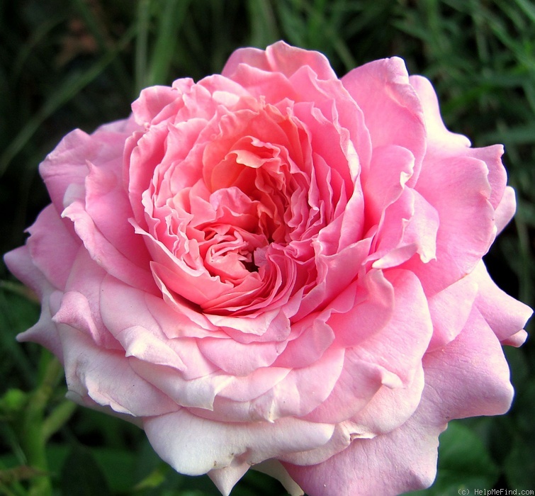 'Florajet ®' rose photo