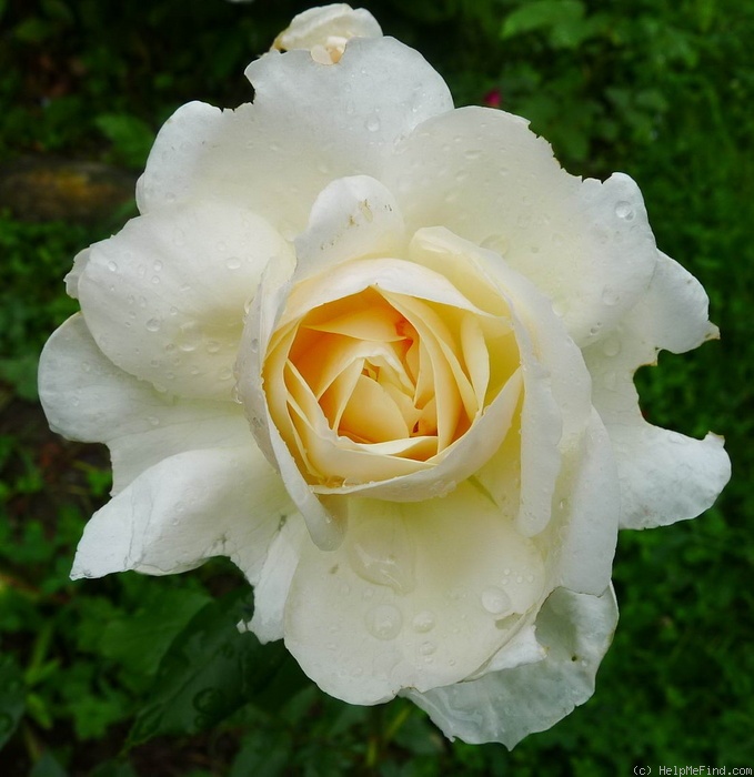 'Queens Jubilee Rose' rose photo