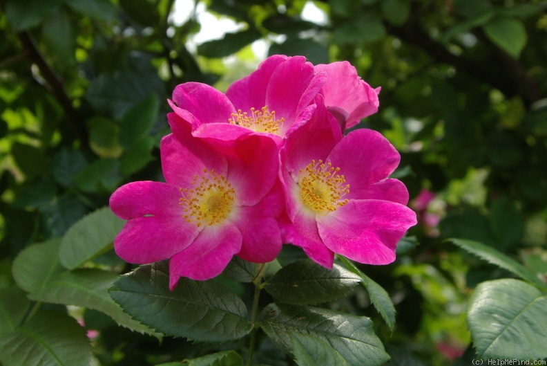 '<i>Rosa canina</i> L.' rose photo