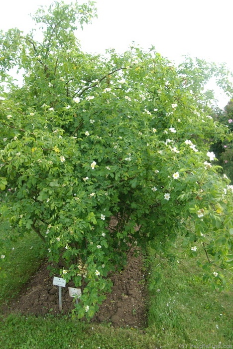 'R. caesia' rose photo