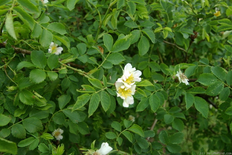 'R. caesia' rose photo