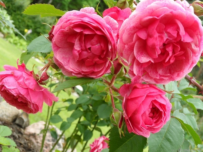 'Moulin Rouge, Cl.' rose photo