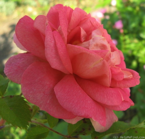 'Anna (shrub, Carlsson, 2000)' rose photo