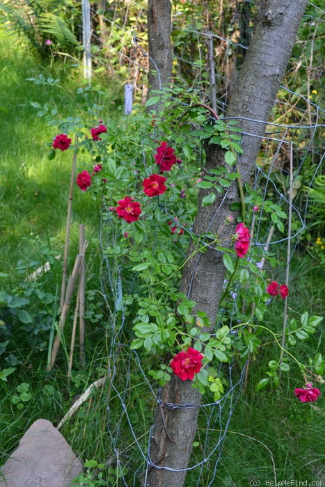 'Crimson Shower' rose photo