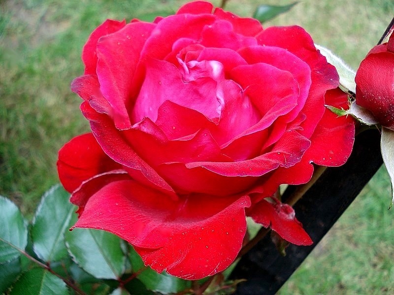 'Traumfrau ®' rose photo