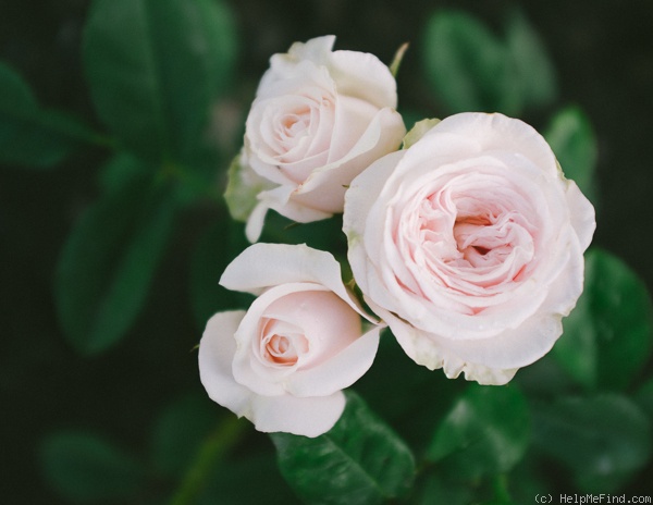 'Claire Rose' rose photo
