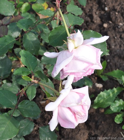 'Antonín Dvořák' rose photo