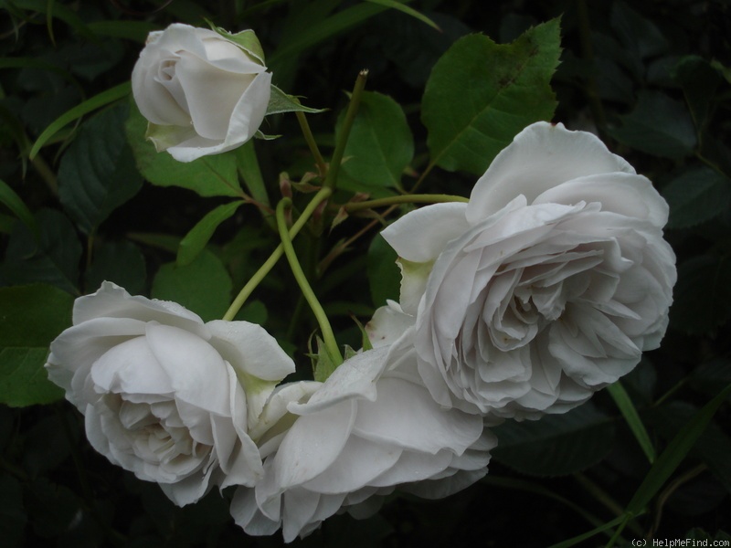 'Griselis' rose photo