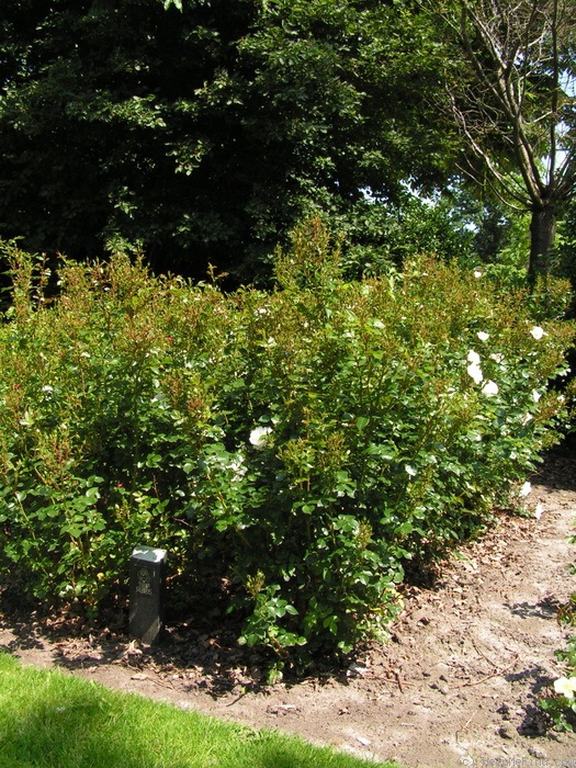 'Diamond Border ™' rose photo