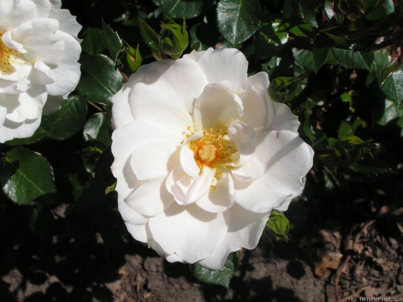 'Diamond Border ™' rose photo