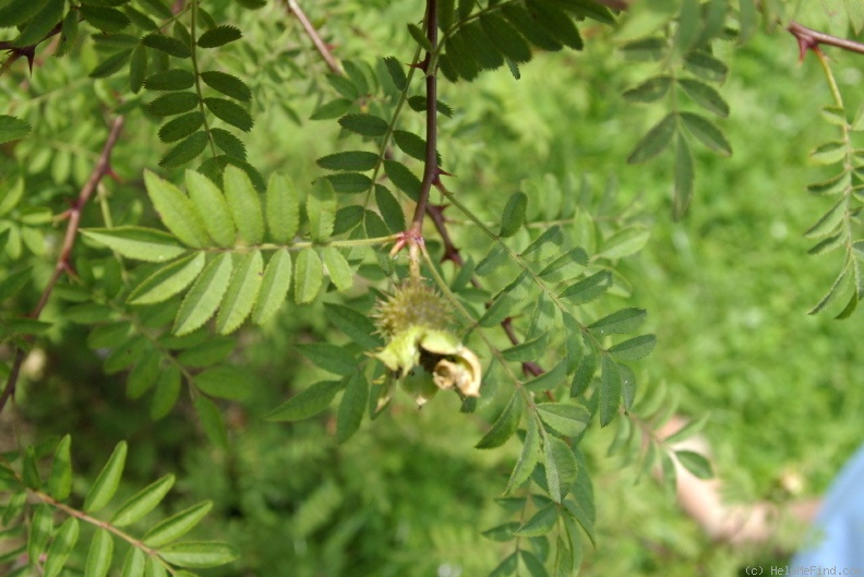 'R. roxburghii' rose photo