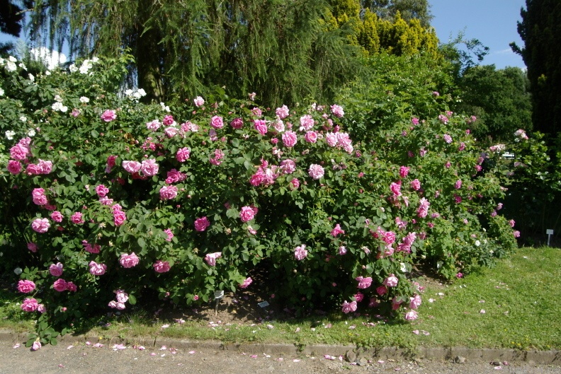 'Park Wilhelmshöhe (gallica, Kordes 1987)' rose photo