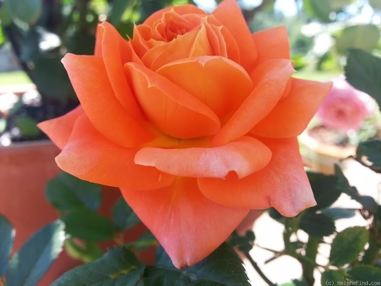 'Amber Sunblaze ®' rose photo