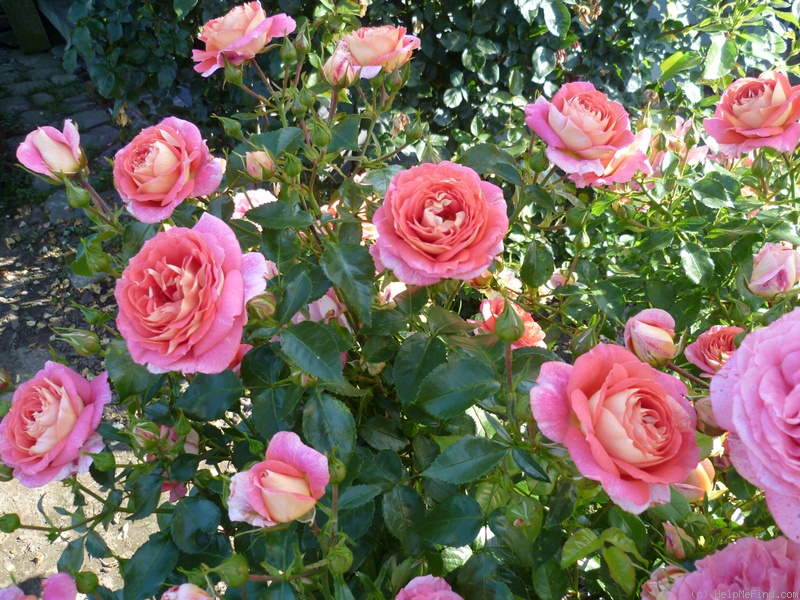 'Sommersonne (shrub, Kordes 1998)' rose photo