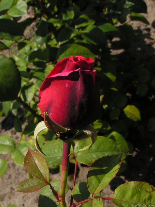 'Line Renaud ®' rose photo