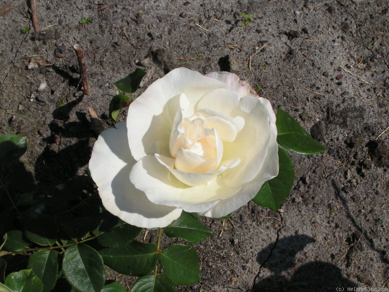 'Alliance ® (hybrid tea, Meilland, 1984)' rose photo