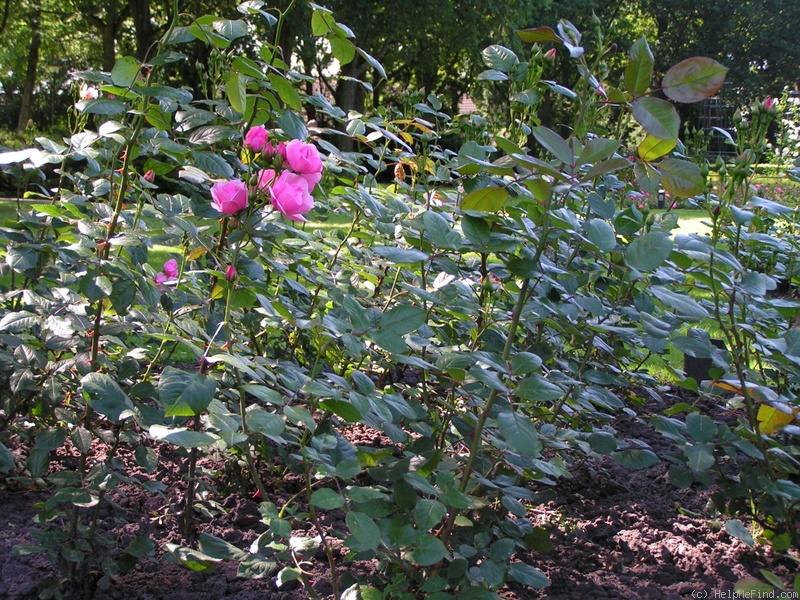 'Anneke Doorenbos (floribunda, Doorenbos,1956)' rose photo