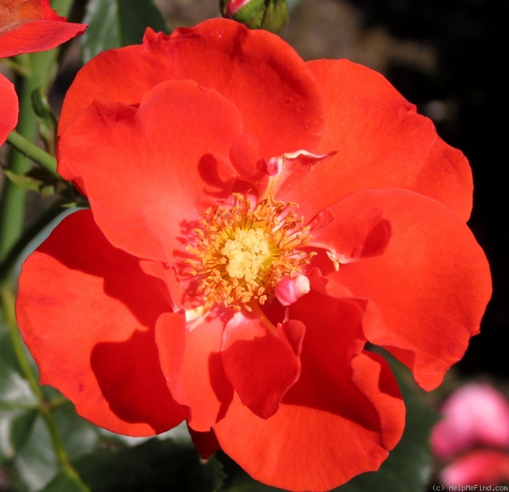 'Orangeade ®' rose photo