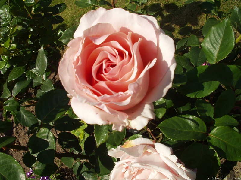 'East Park' rose photo