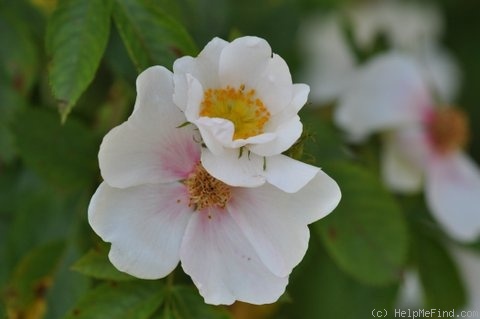 '<i>Rosa canina</i> var. <i>ololeia</i> (Rip.) H. Braun' rose photo