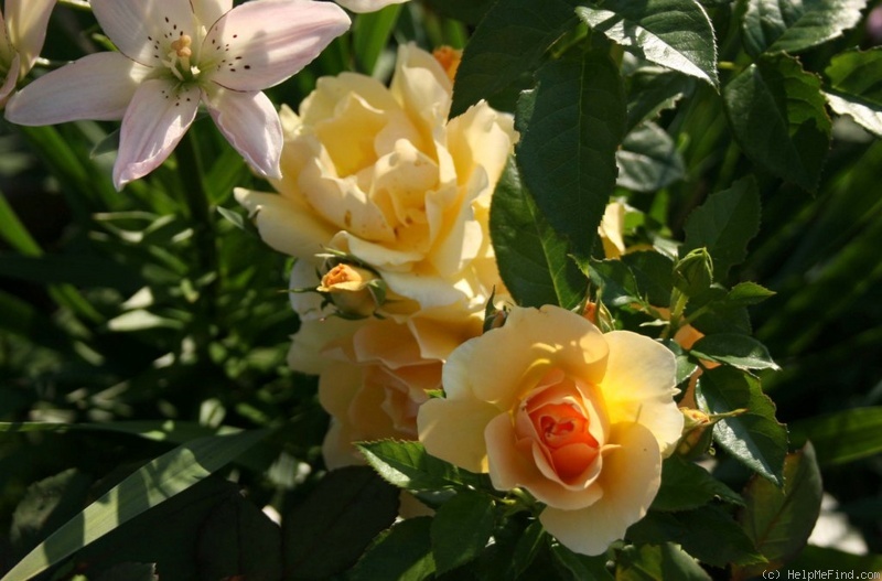 'Hansestadt Rostock ®' rose photo