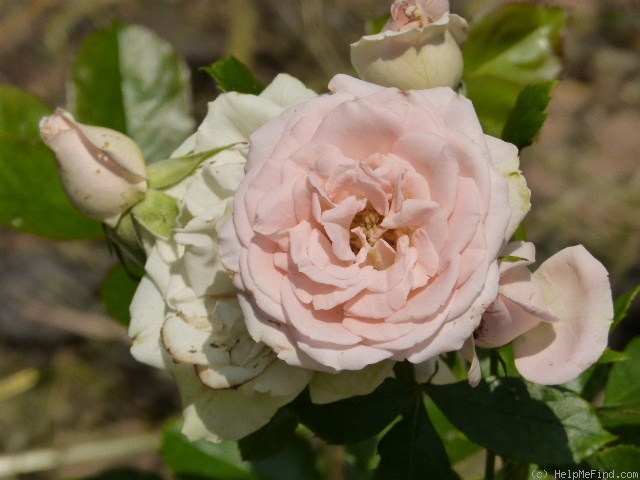 'Champagne Pearl' rose photo