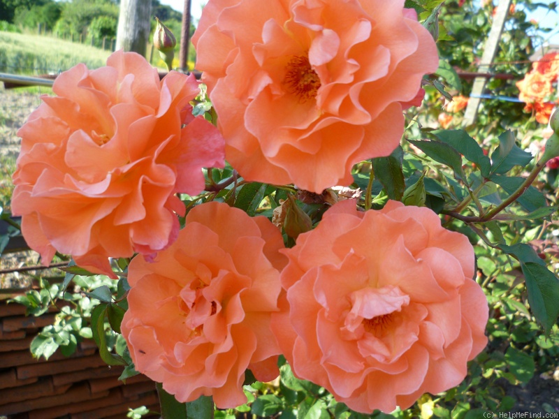 'Metanoia' rose, click to enlarge 'Metanoia' rose photo