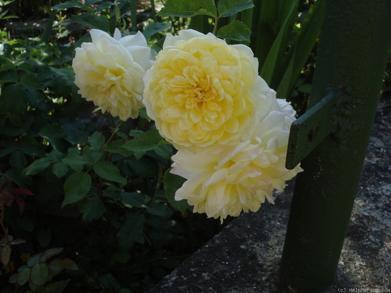 'St. Alban (shrub, Austin, 2004)' rose photo