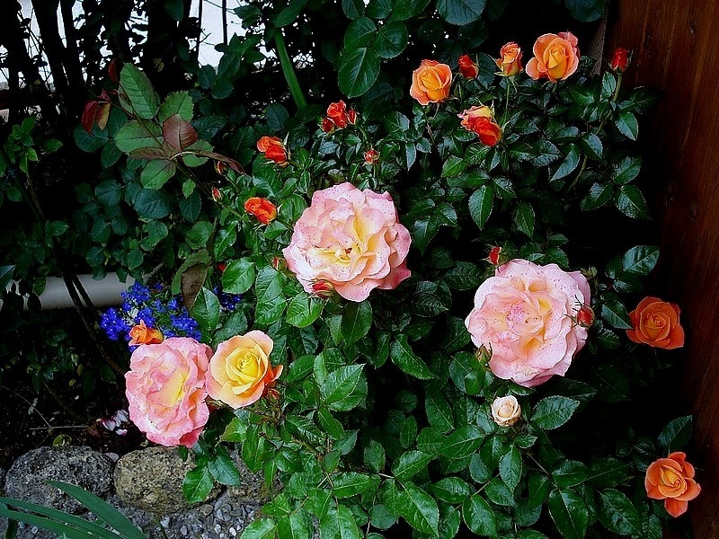 'Saga ® (floribunda, Fryer, 2009)' rose photo